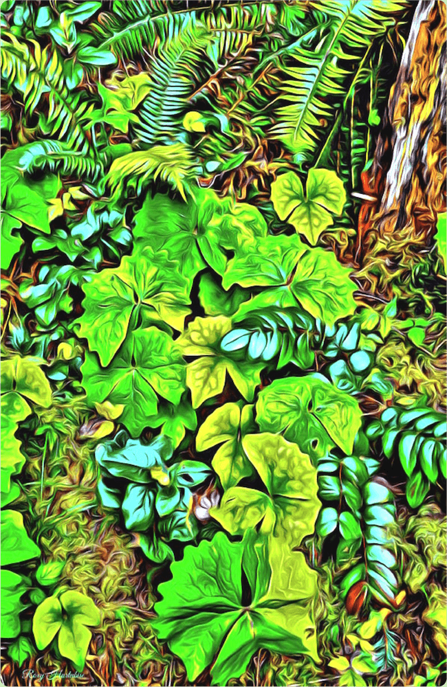 FOREST FLOOR CATHEDRAL GROVE