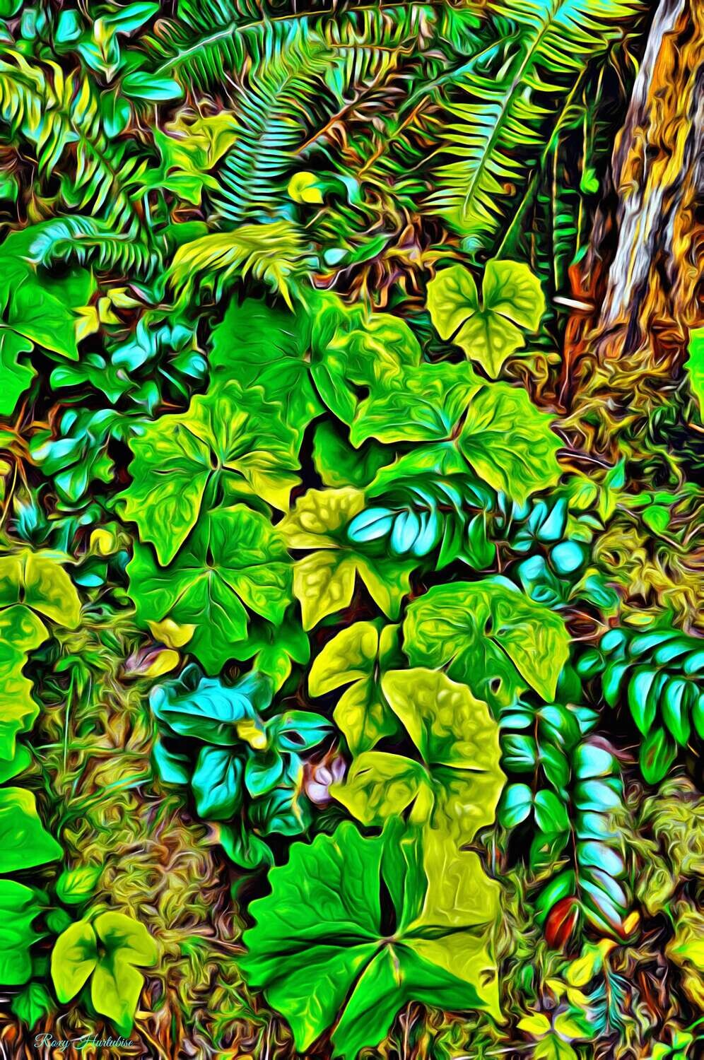 FOREST FLOOR CATHEDRAL GROVE