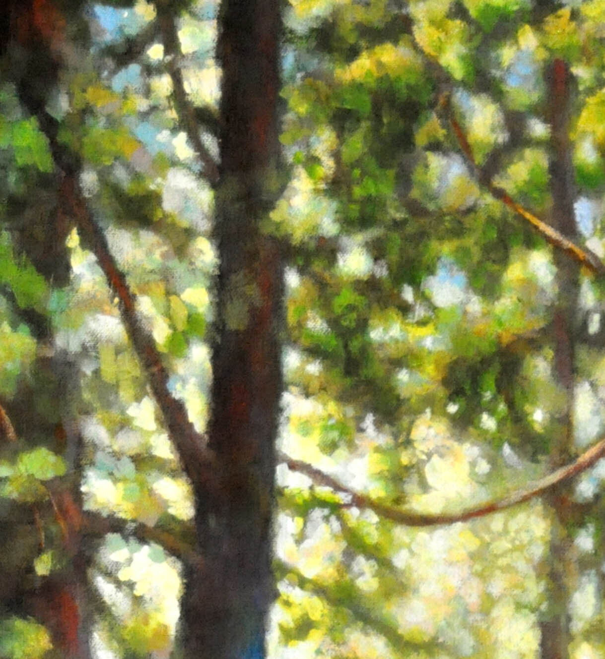 Forest Light 2