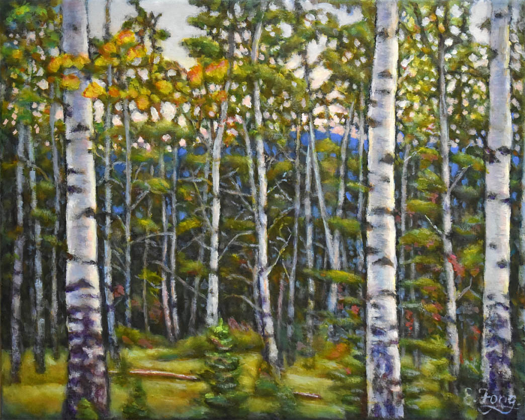 Birch Trees Forest