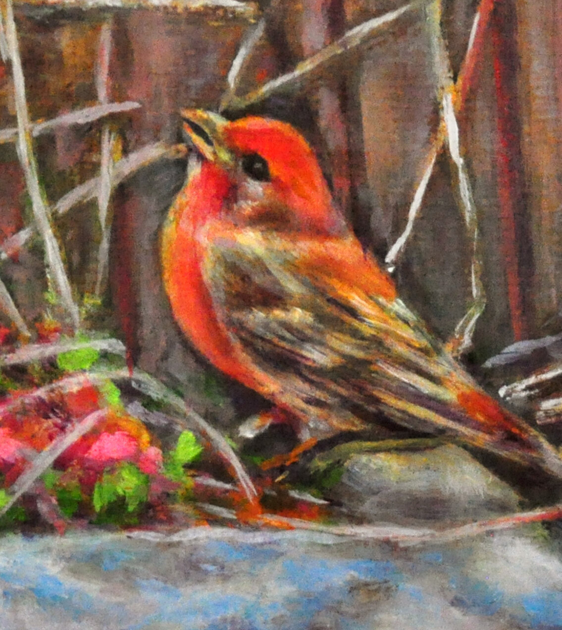 House Finch on Garden Rock