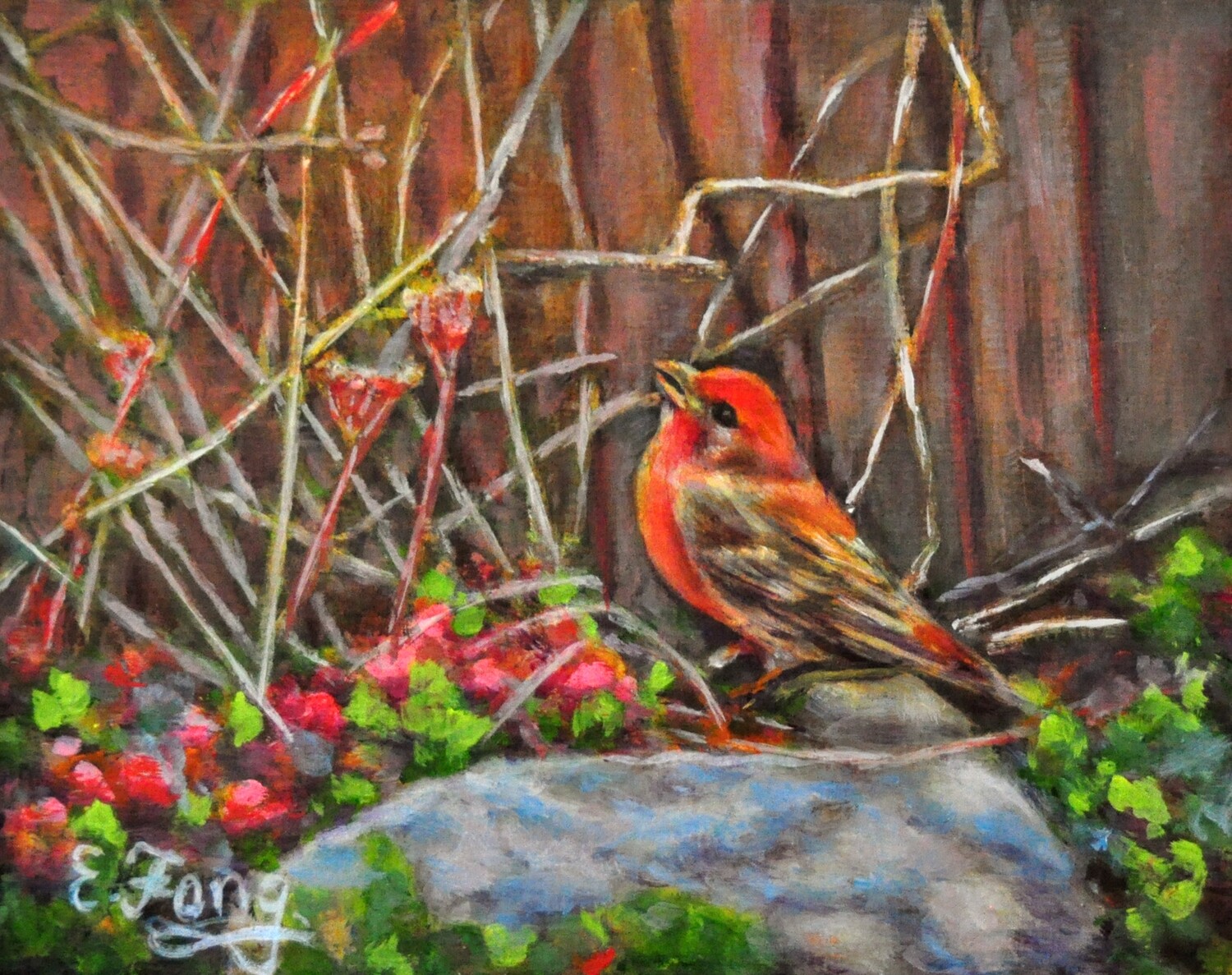 House Finch on Garden Rock