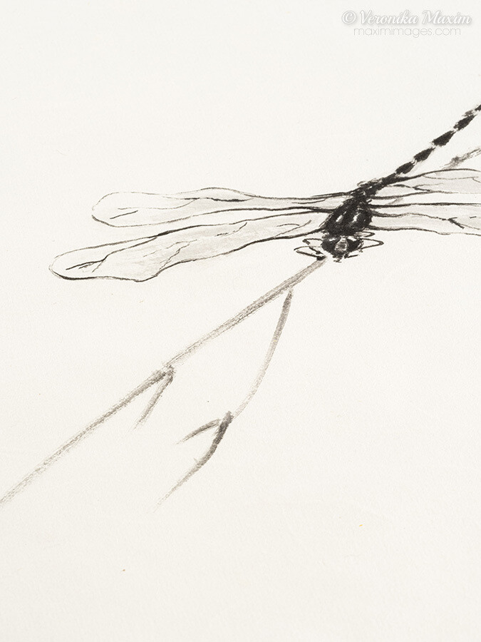 Dragonfly Dream