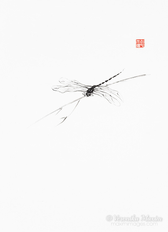 Dragonfly Dream