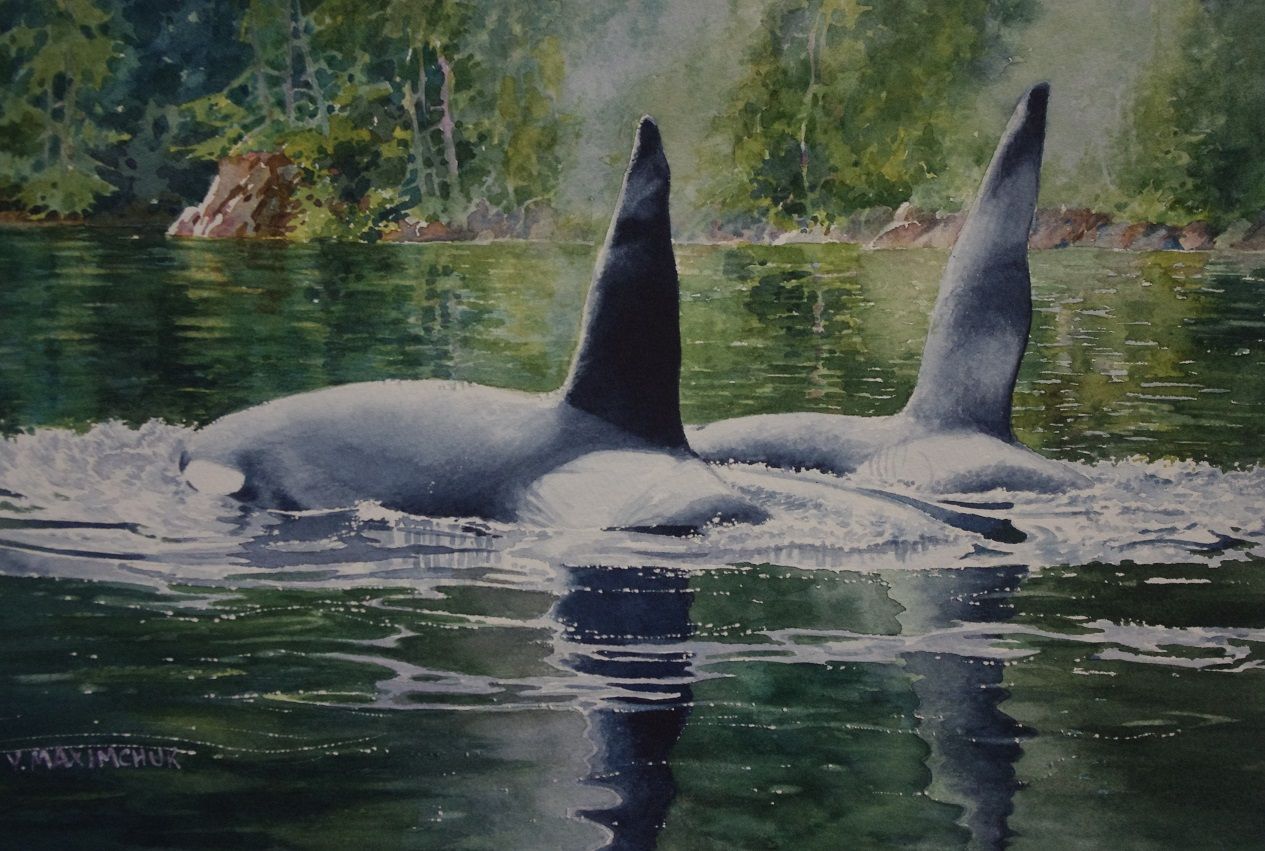 Orca Buddies Orca Buddies