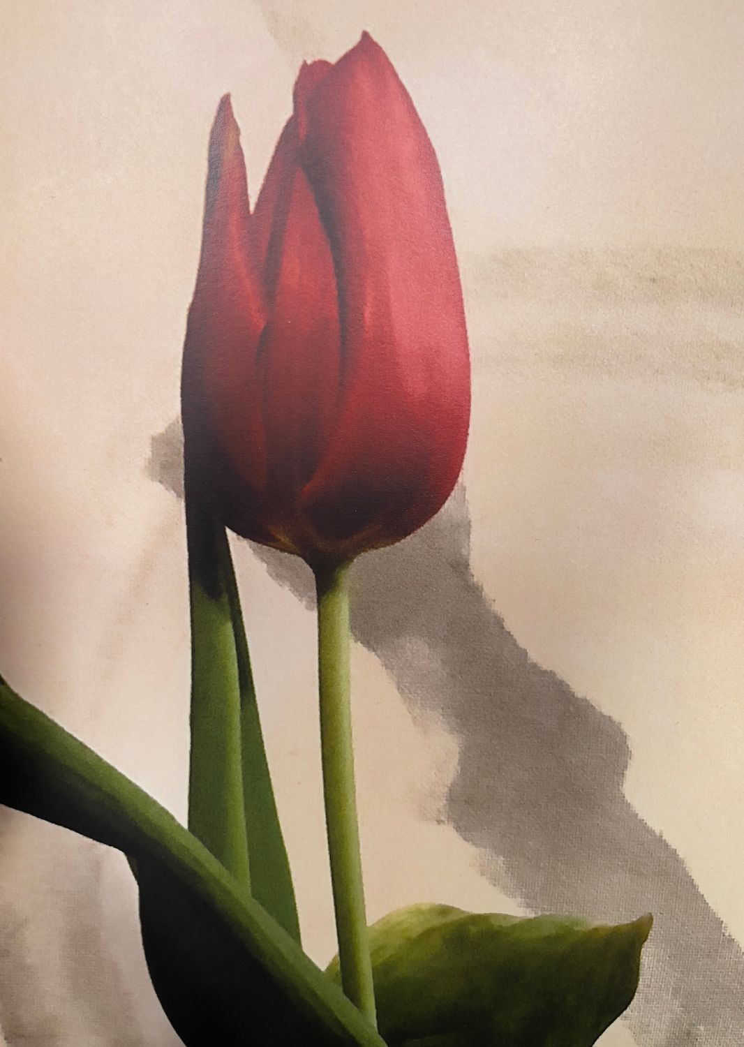 Tulipa and Enso Tulipa and Enso