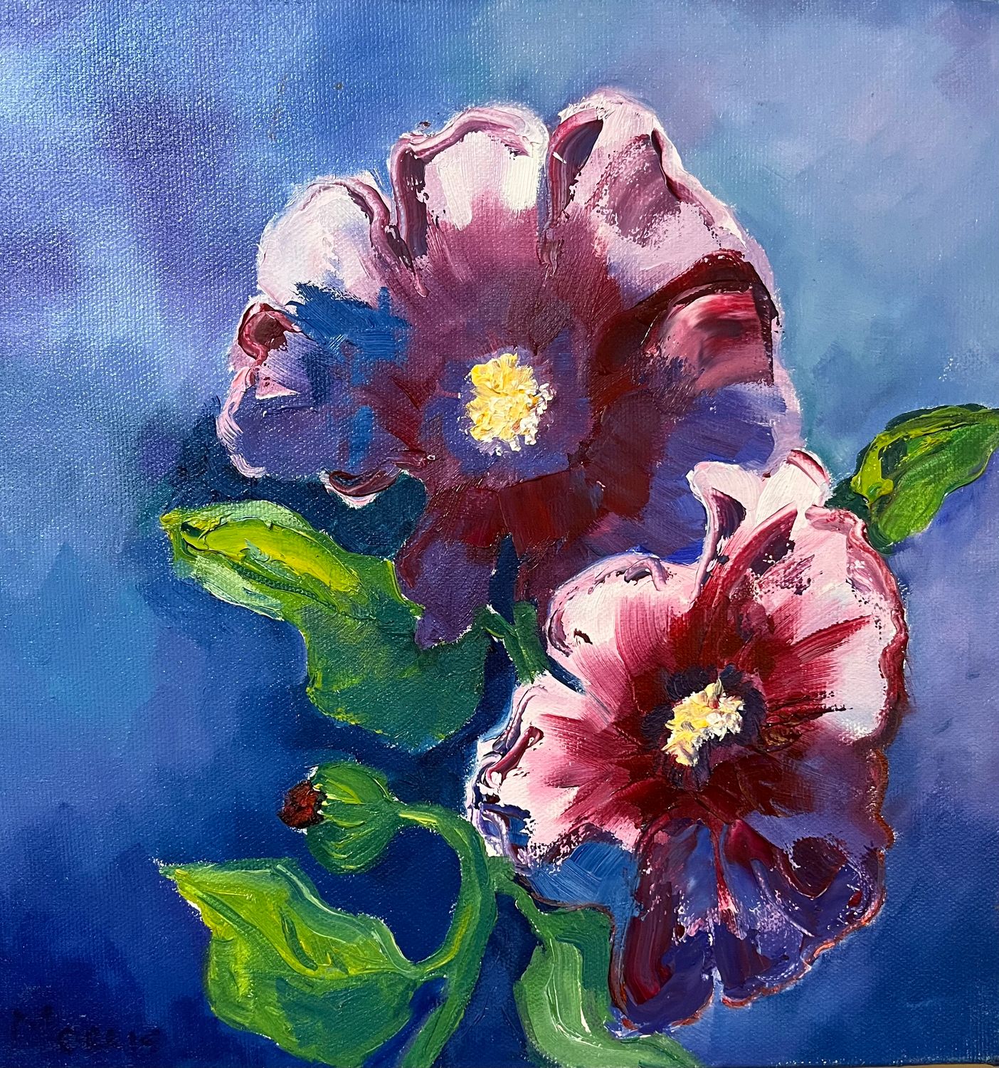 Rose Mallow
