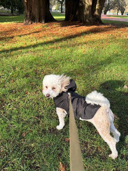 Dog Windbreaker