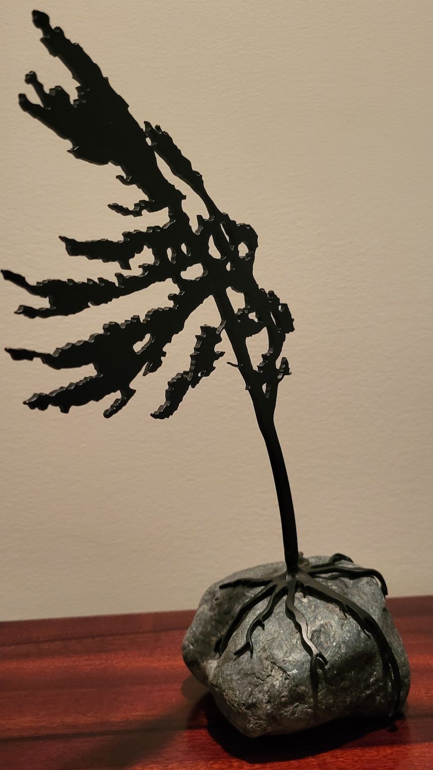 Wind swept evergreen