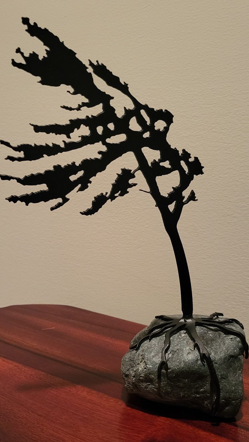 Wind swept evergreen