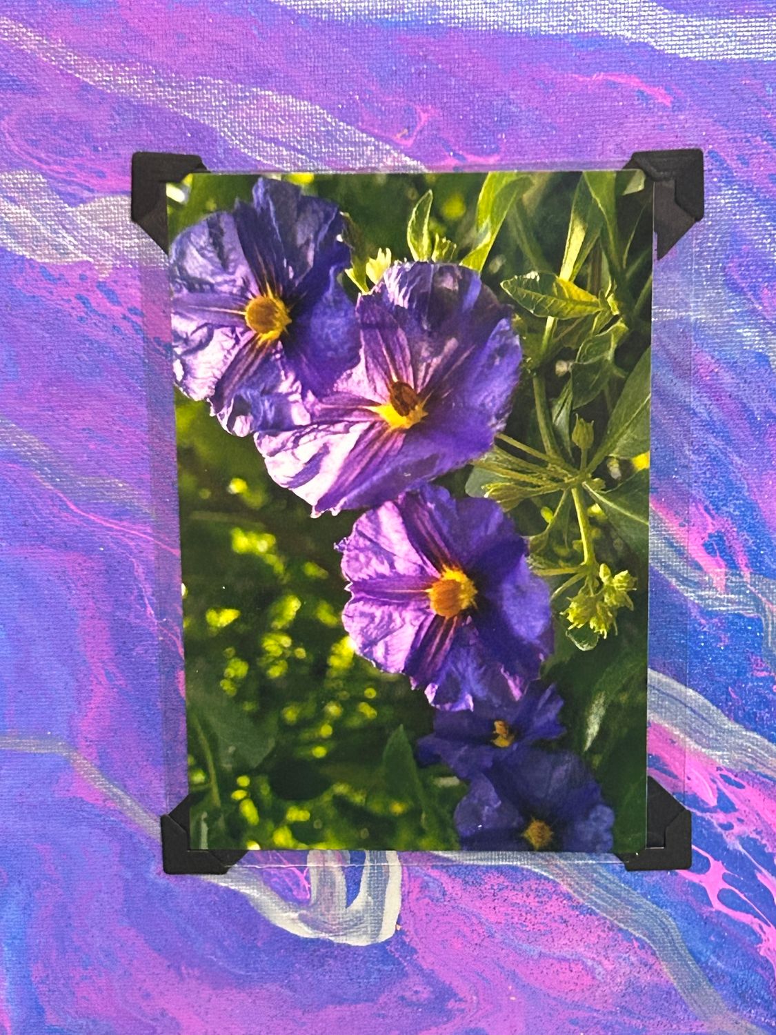 Nightshade