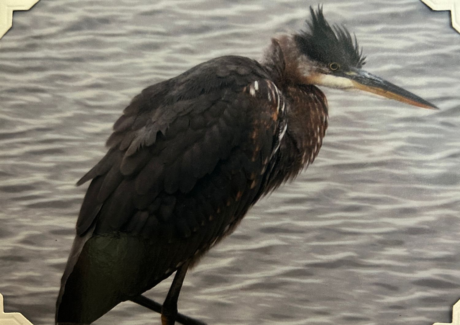 Hanging Out!  (A shoreline bird standing on the dock near the Pacific Ocean):  Canvas Magnet