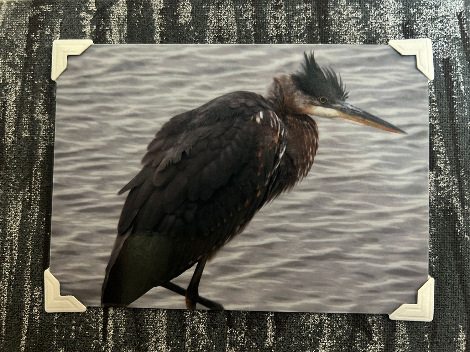 Hanging Out!  (A shoreline bird standing on the dock near the Pacific Ocean):  Canvas Magnet