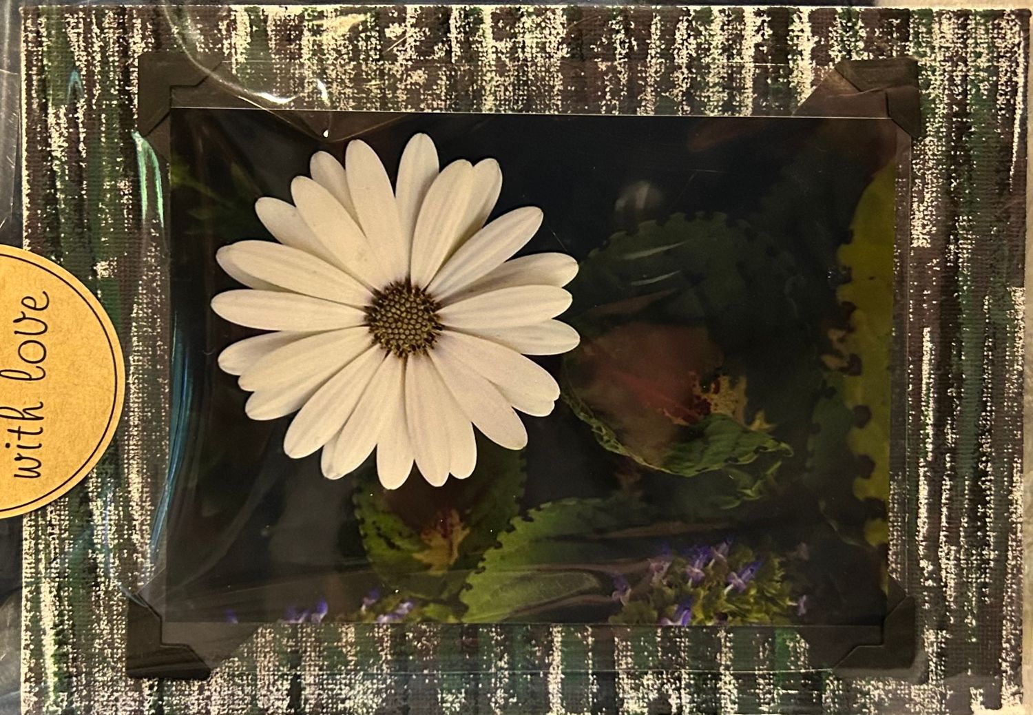 Stand Out! (White Daisy among foliage): Canvas Magnet