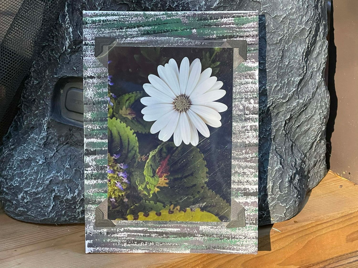 Stand Out! (White Daisy among foliage): Canvas Magnet