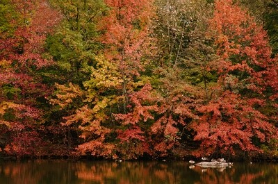 Fall Colours - Central Park, NYC