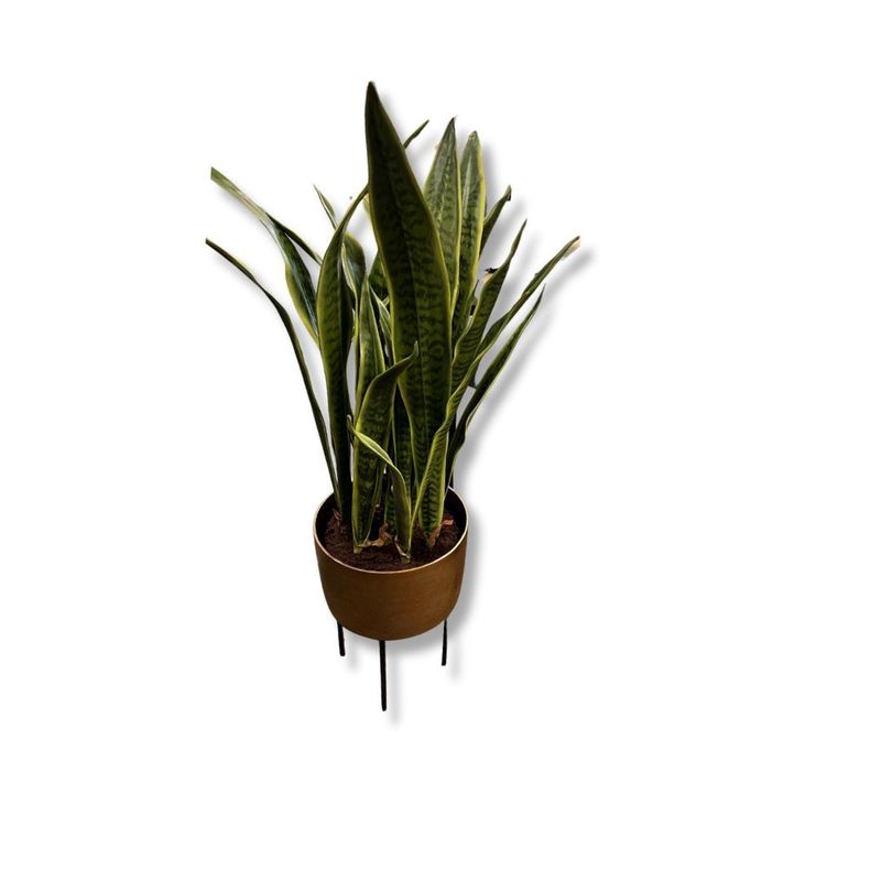 Botanicals