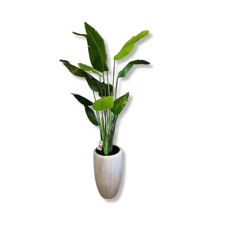 Botanicals