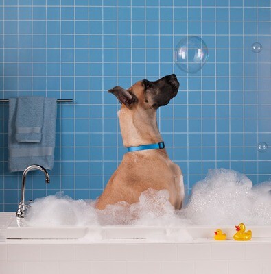 Gift Certificate for Grooming Services