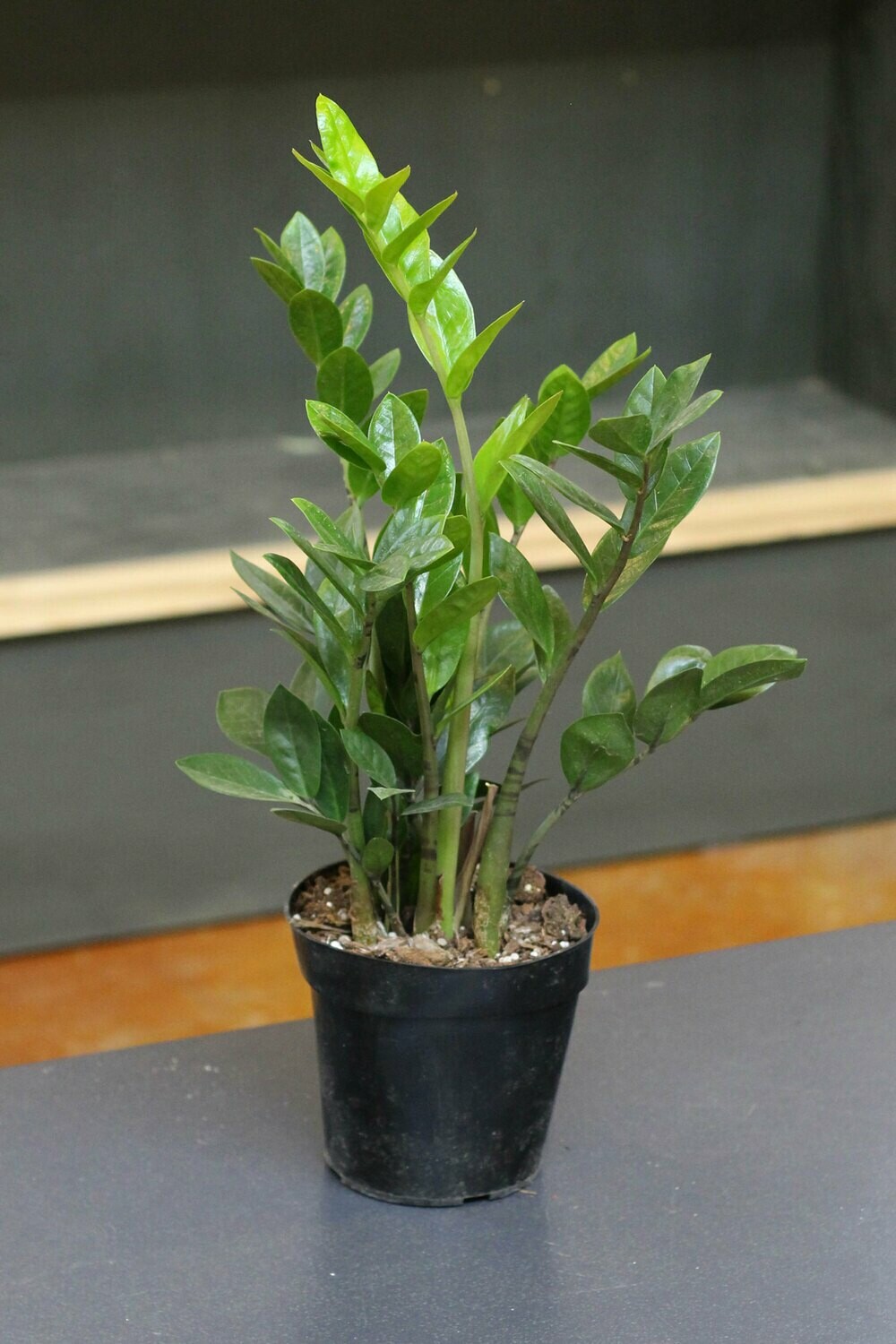 ZZ Plant ZZ Plant