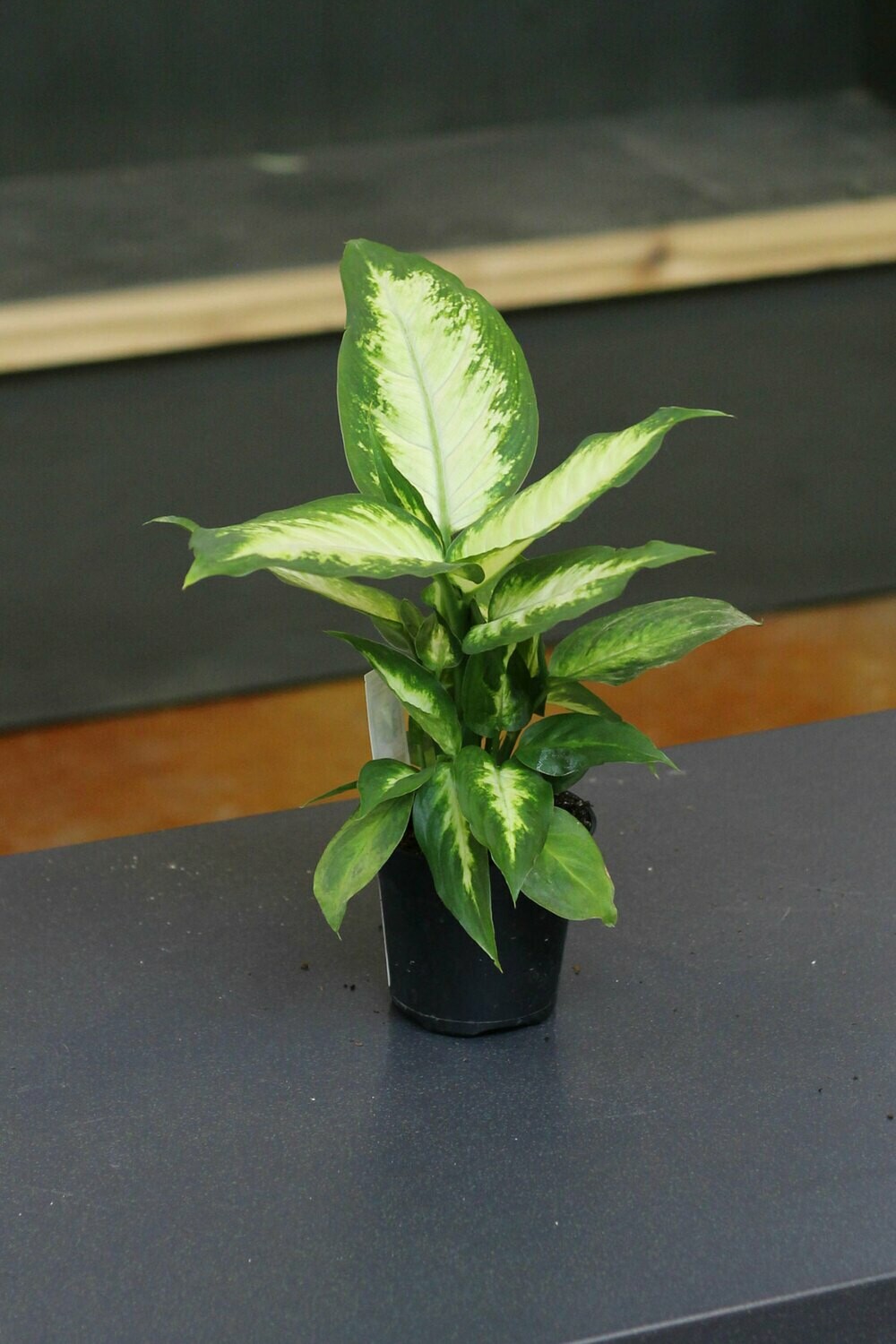 Dieffenbachia Dieffenbachia