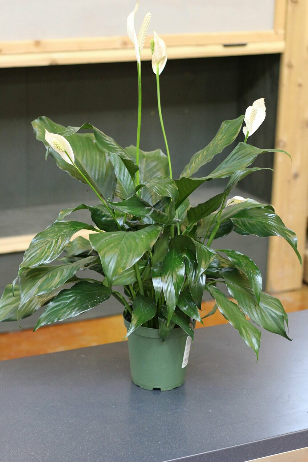 Peace Lily/Spathiphyllum Peace Lily/Spathiphyllum