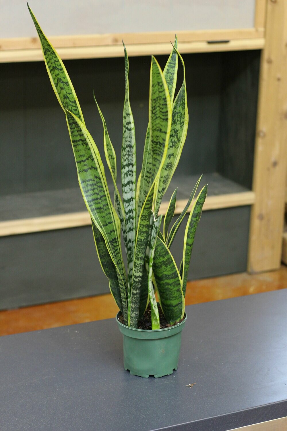 6”Snake Plant 6”Snake Plant