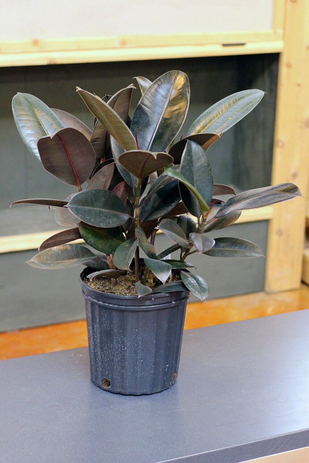 Rubber Plant Rubber Plant