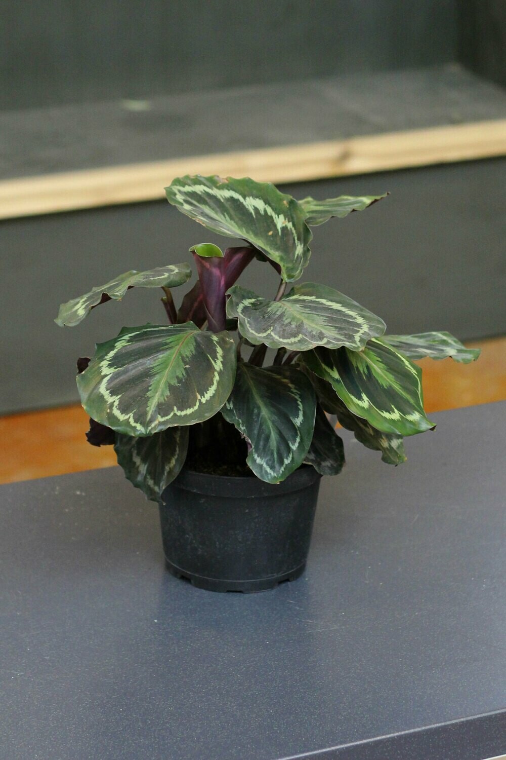 Calathea Medallion Calathea Medallion