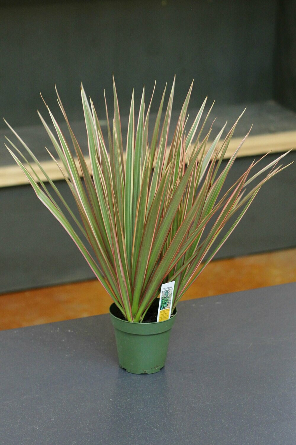 Dracaena Marginata Dracaena Marginata