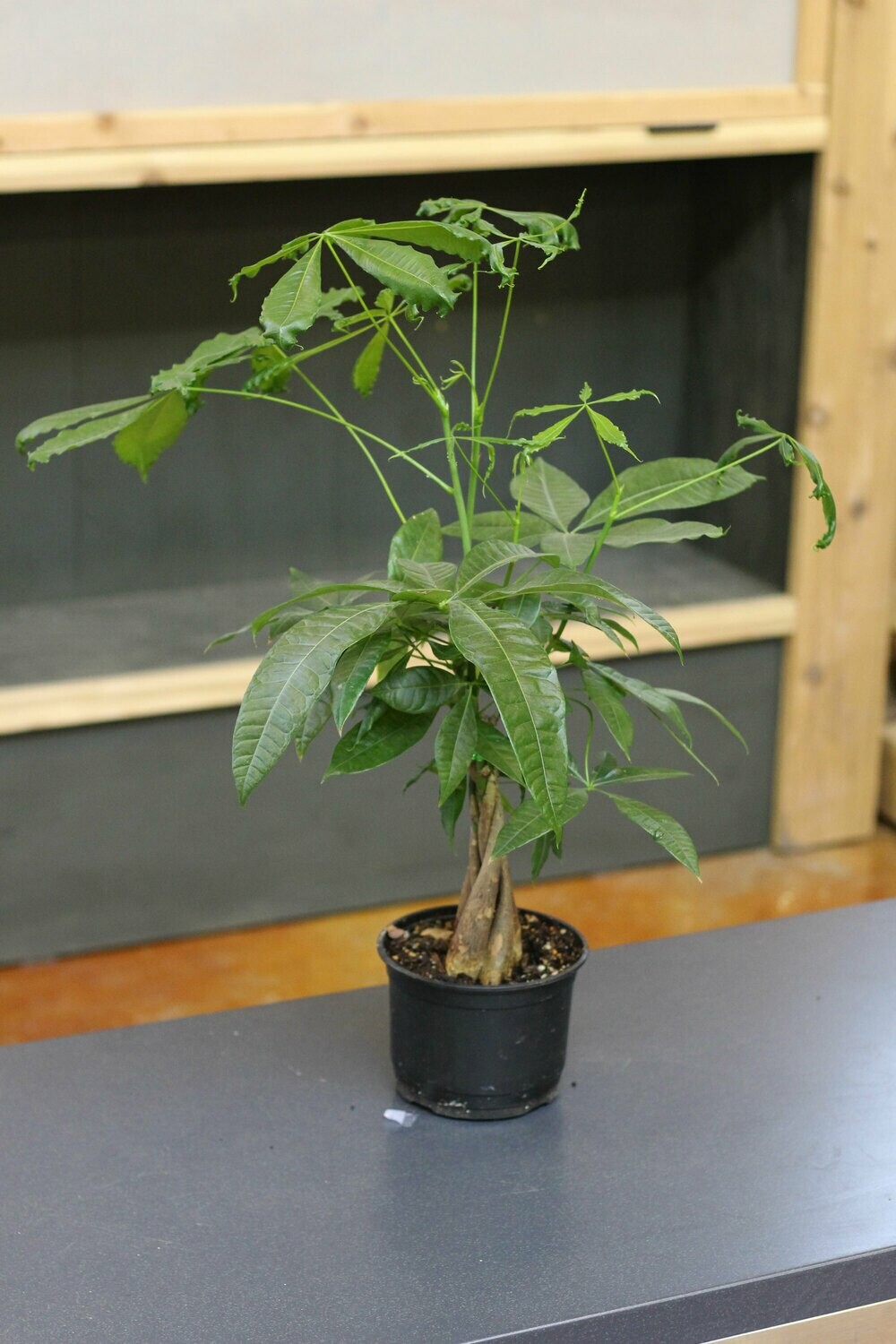Money Tree Braided Money Tree Braided