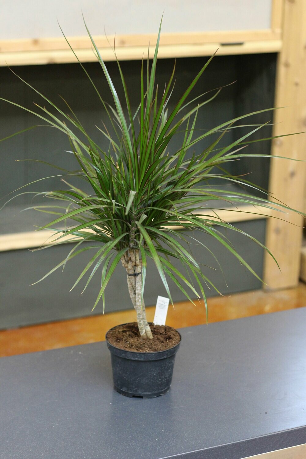 Dracaena Marginata Braided Dracaena Marginata Braided