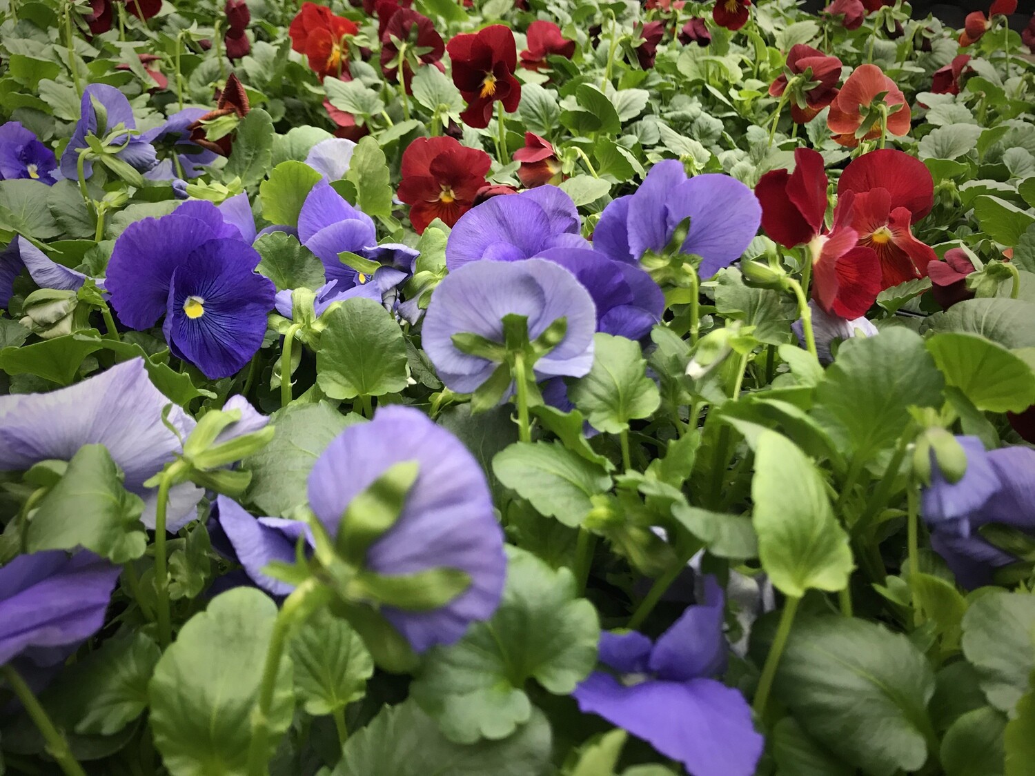 Pansy 3.5 Pansy 3.5