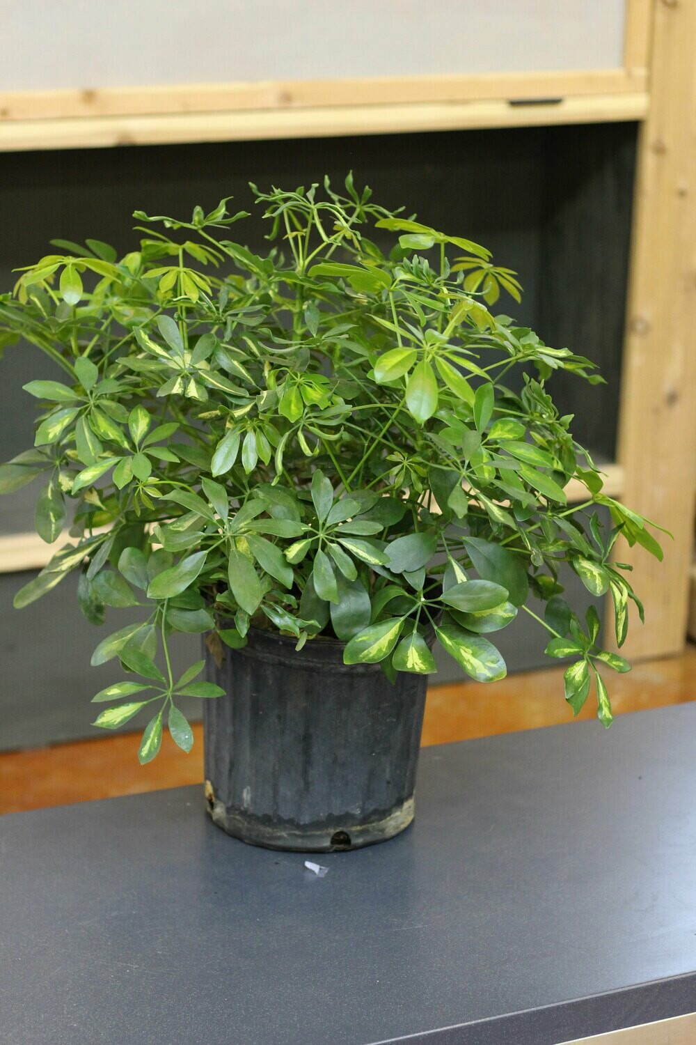 Schefflera Arboricola Schefflera Arboricola