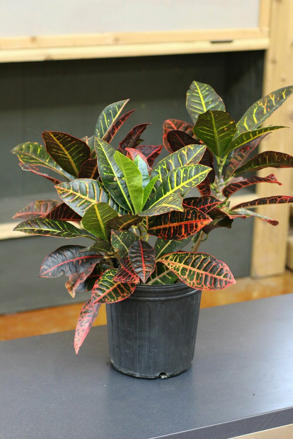 Croton Petra Croton Petra