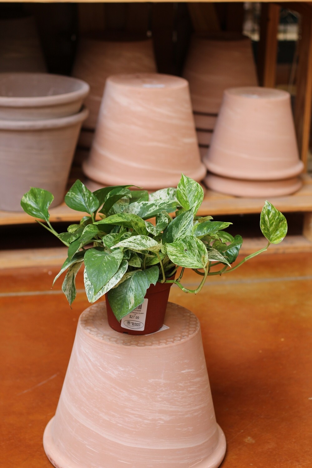 Pothos-Marble Queen Pothos-Marble Queen