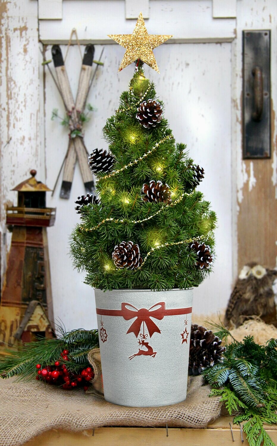 Christmas Tree Live - Table Top 22 Christmas Tree Live - Table Top 22