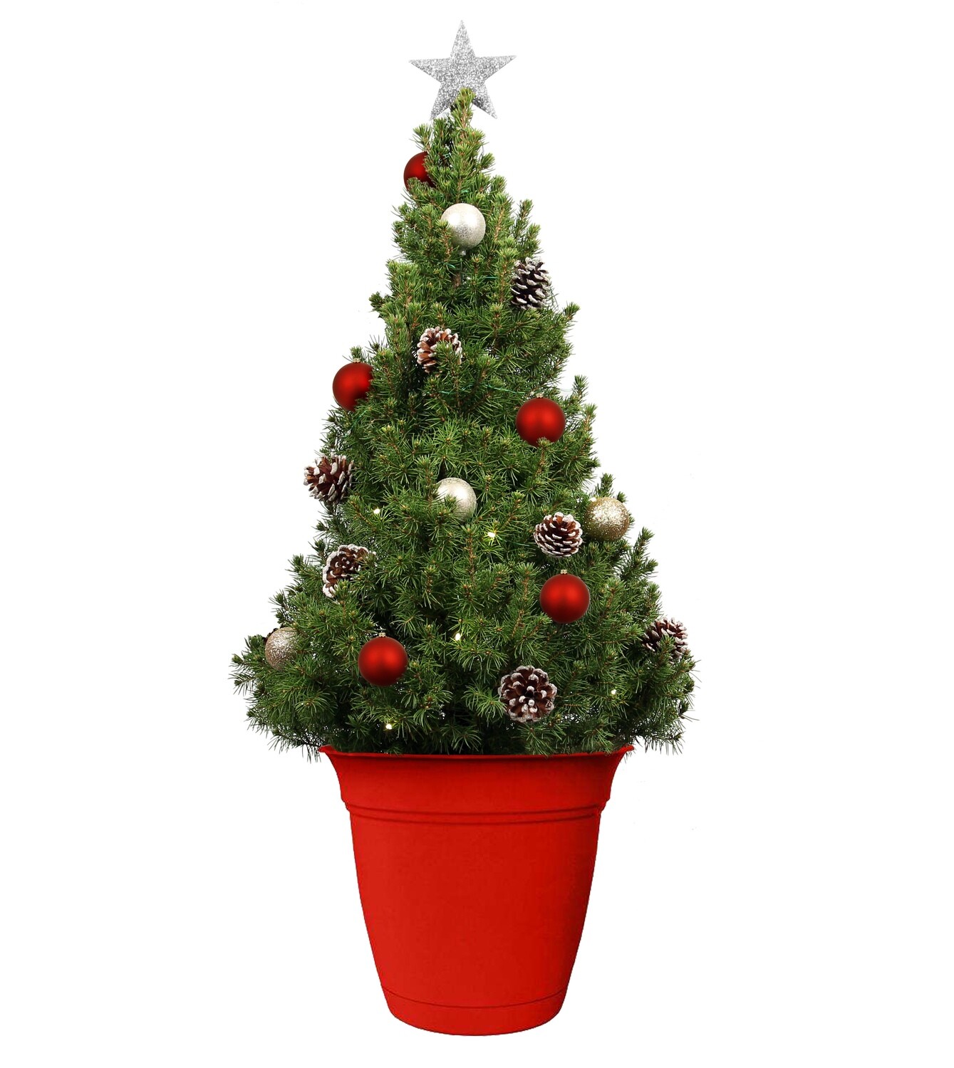 Christmas Tree Live - 40 Christmas Tree Live - 40