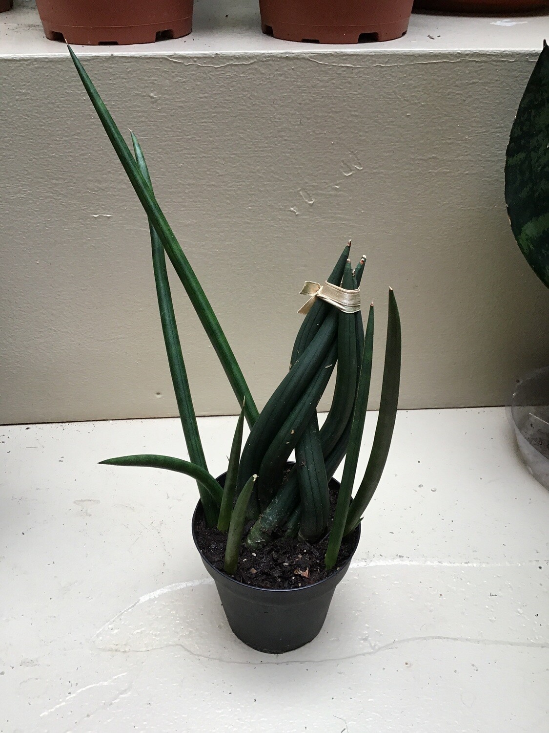 Snake Plant/Sansevieria Assortment Snake Plant/Sansevieria Assortment