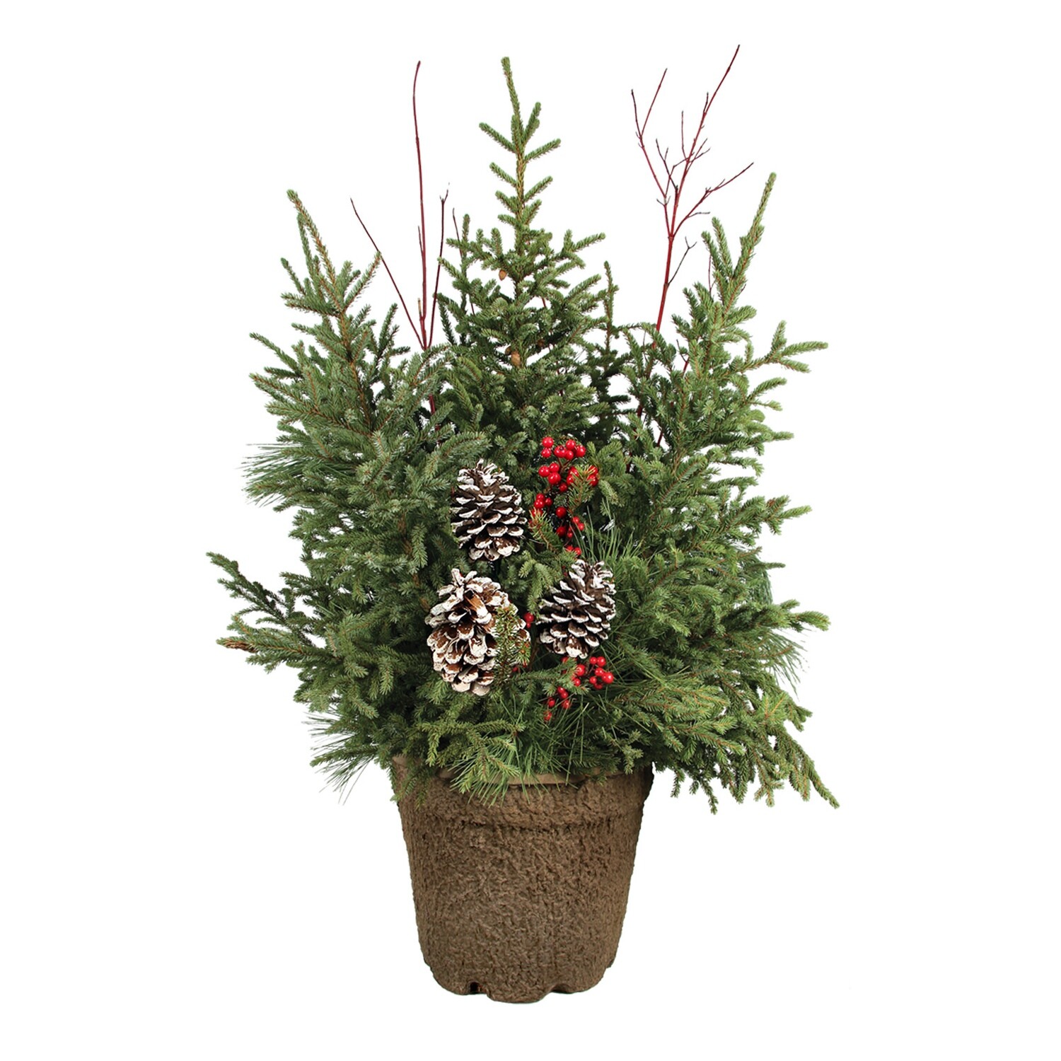 Spruce Tip Pot-12 Spruce Tip Pot-12