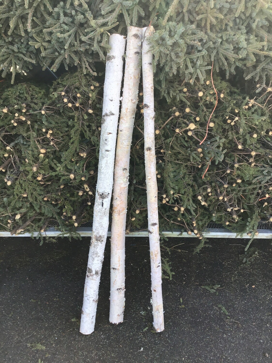 Birch Pole 3’-5’ Birch Pole 3’-5’