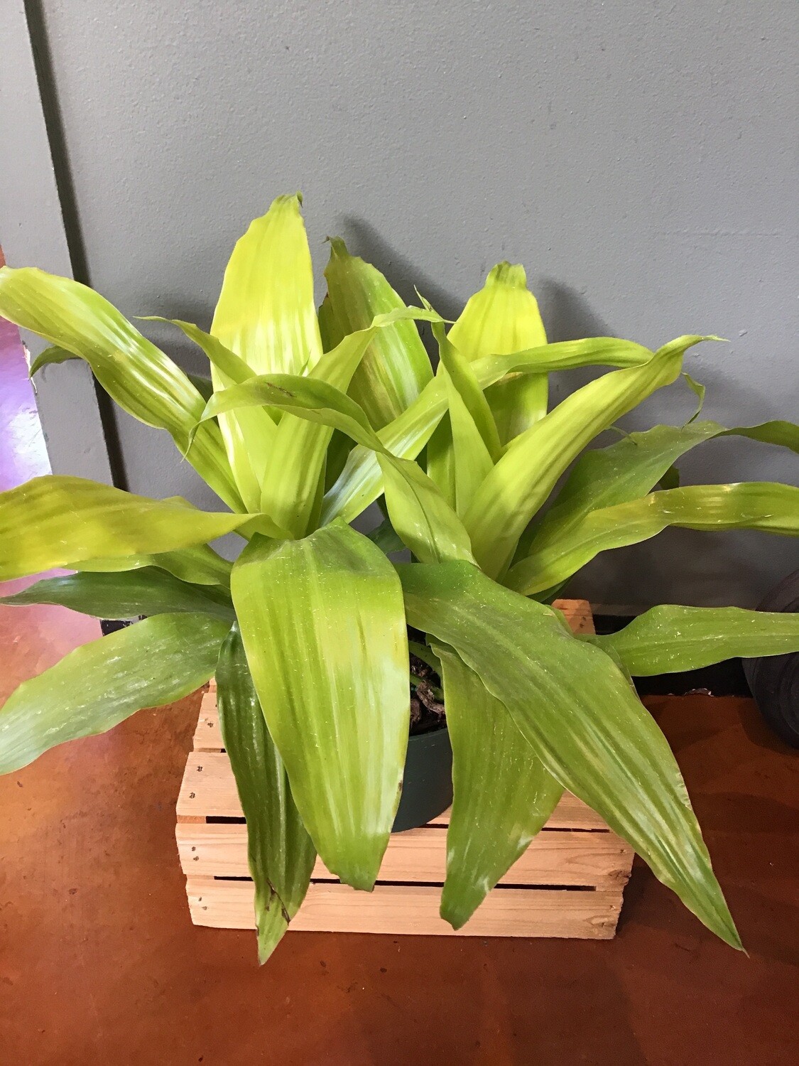 Dracaena Limelight Dracaena Limelight
