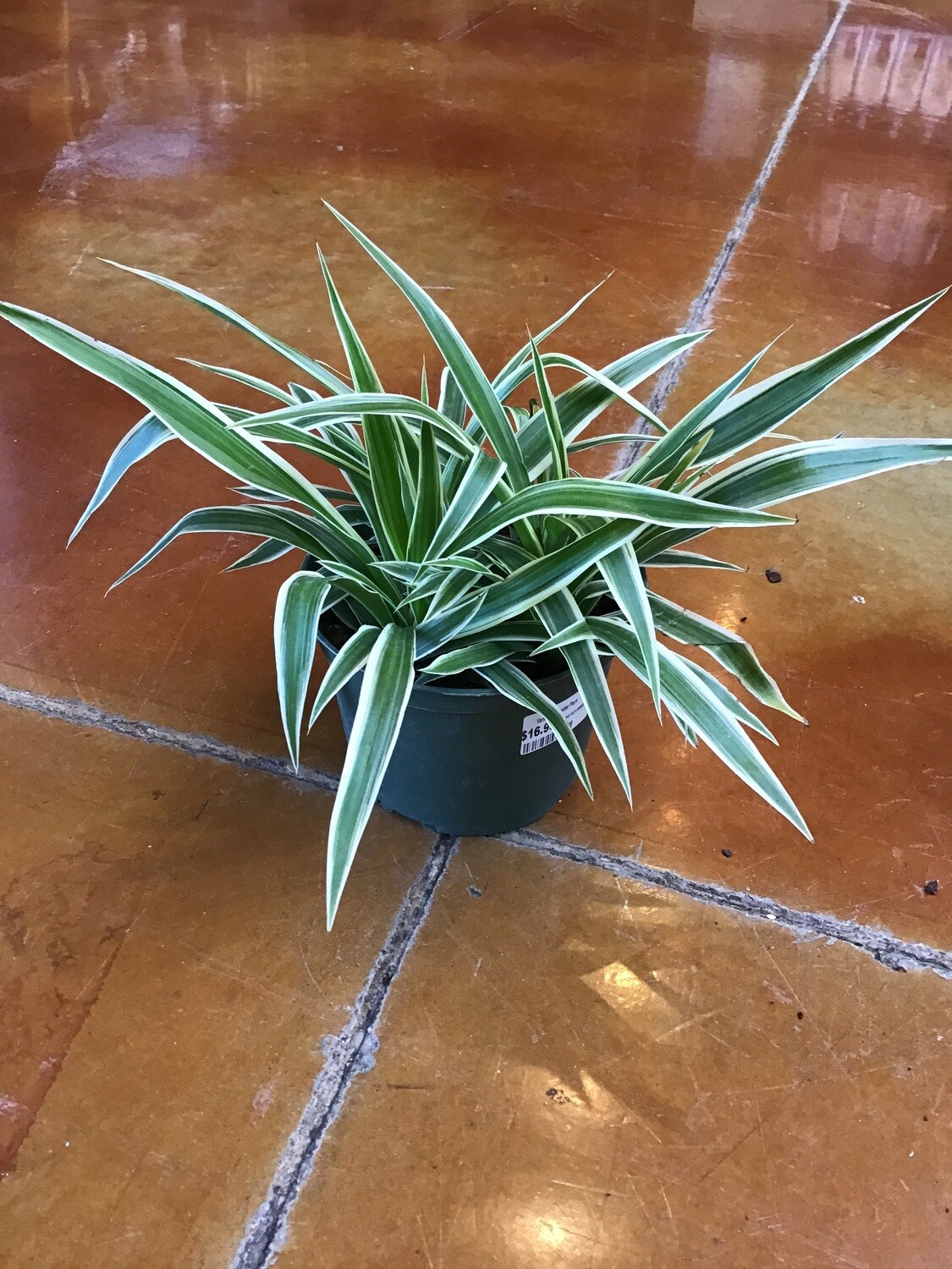 Spider Plant Spider Plant