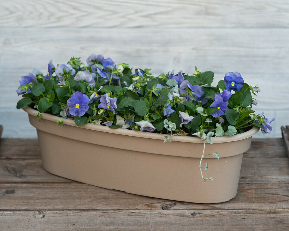 Pansy Window Box Pansy Window Box