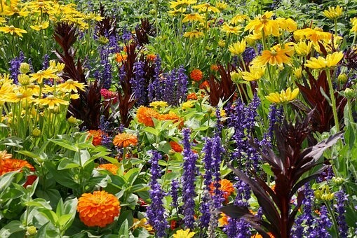 Saatgut Blumen einj.