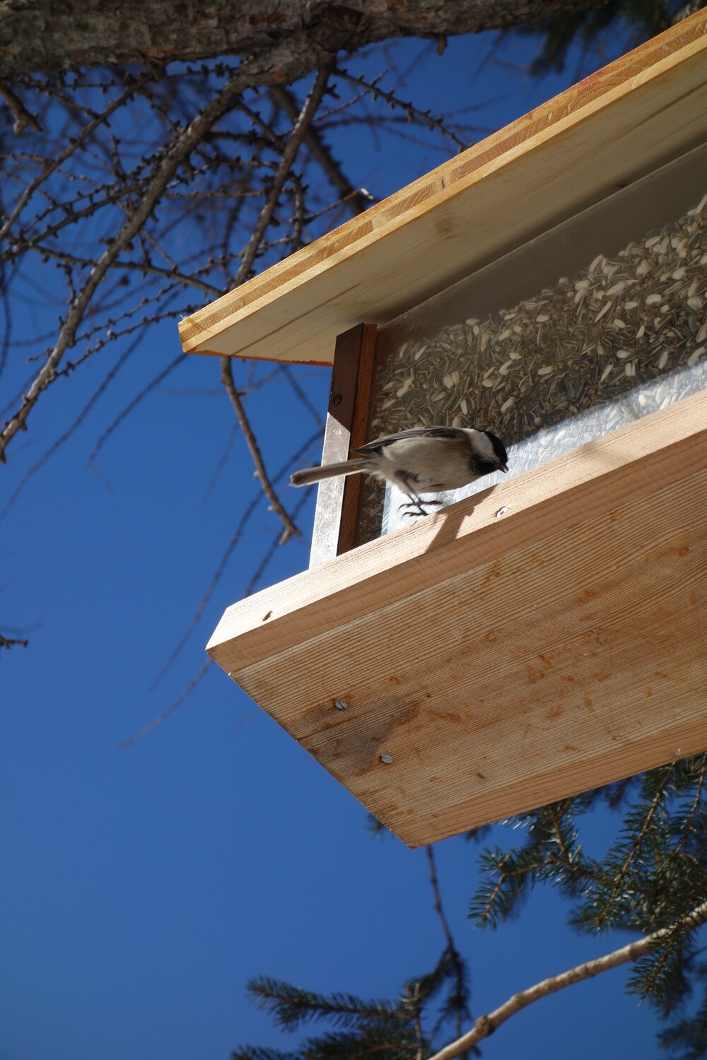 Vogelfutter für Freilandvögel im praktischen Eimer