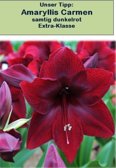 Amaryllis getopft in diversen Farben