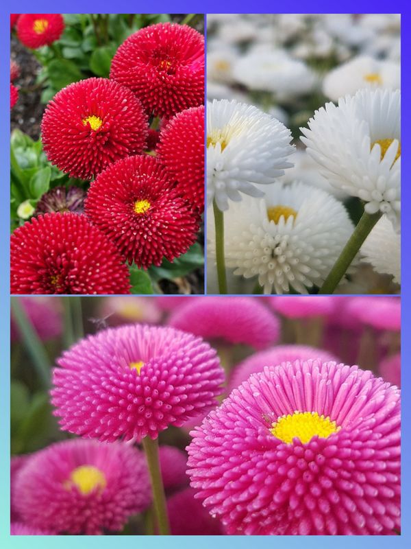 Saatgut Blumen mehrjährig