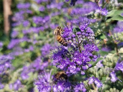 Saatgut für Gründüngung