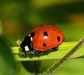 Saatgut Gemüse in BIO-Qualität